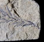 Taxodium dubium (STERNBERG 1823) - Bild © FossNet FossilienStore